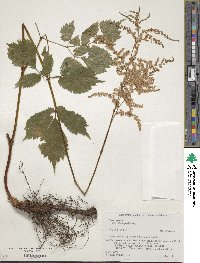 Astilbe thunbergii image