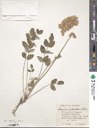 Image of Hedysarum grandiflorum