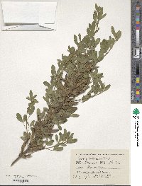 Image of Chamaecytisus ruthenicus