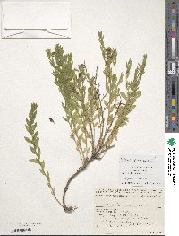 Genista germanica image