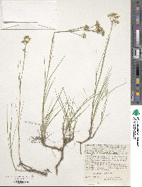 Eremogone longifolia image