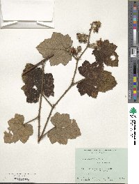 Image of Rubus alceifolius