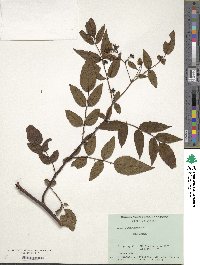 Rubus alnifoliolatus image