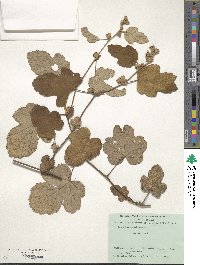 Rubus formosensis image