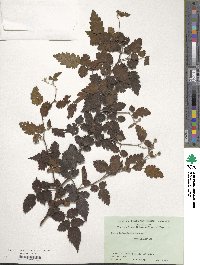 Rubus rosifolius image