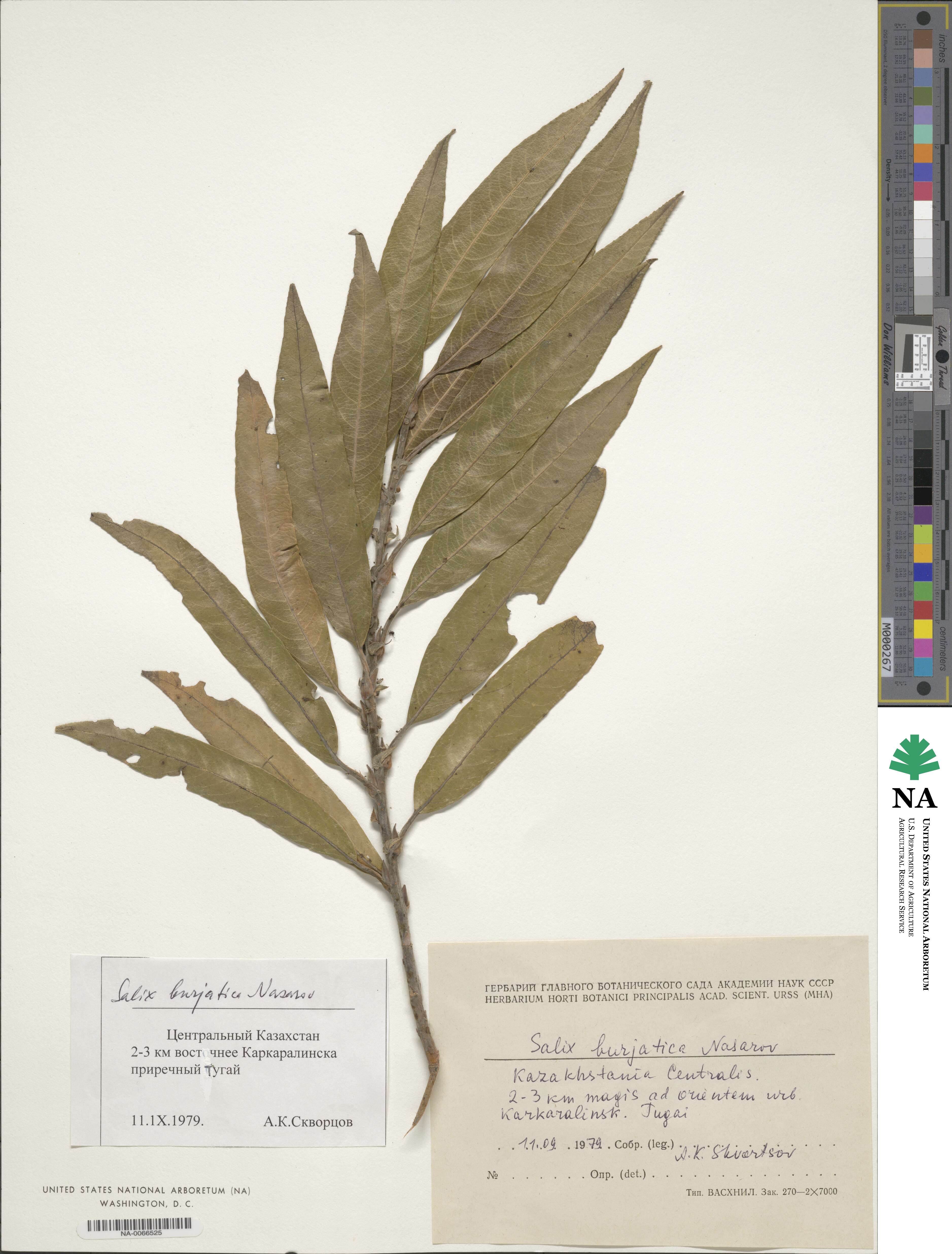 Salix berberifolia image