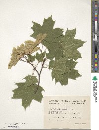 Acer platanoides image