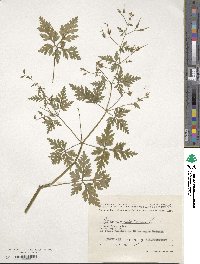 Geranium robertianum image