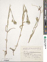 Dianthus armeria image