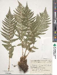 Dryopteris filix-mas image