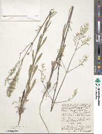 Silene wolgensis image