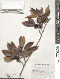 Chengiodendron marginatum image