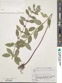 Image of Mentha canadensis