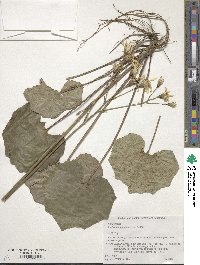 Farfugium japonicum image