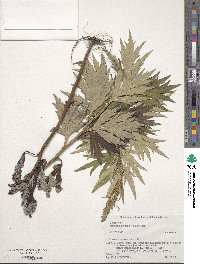 Artemisia montana image