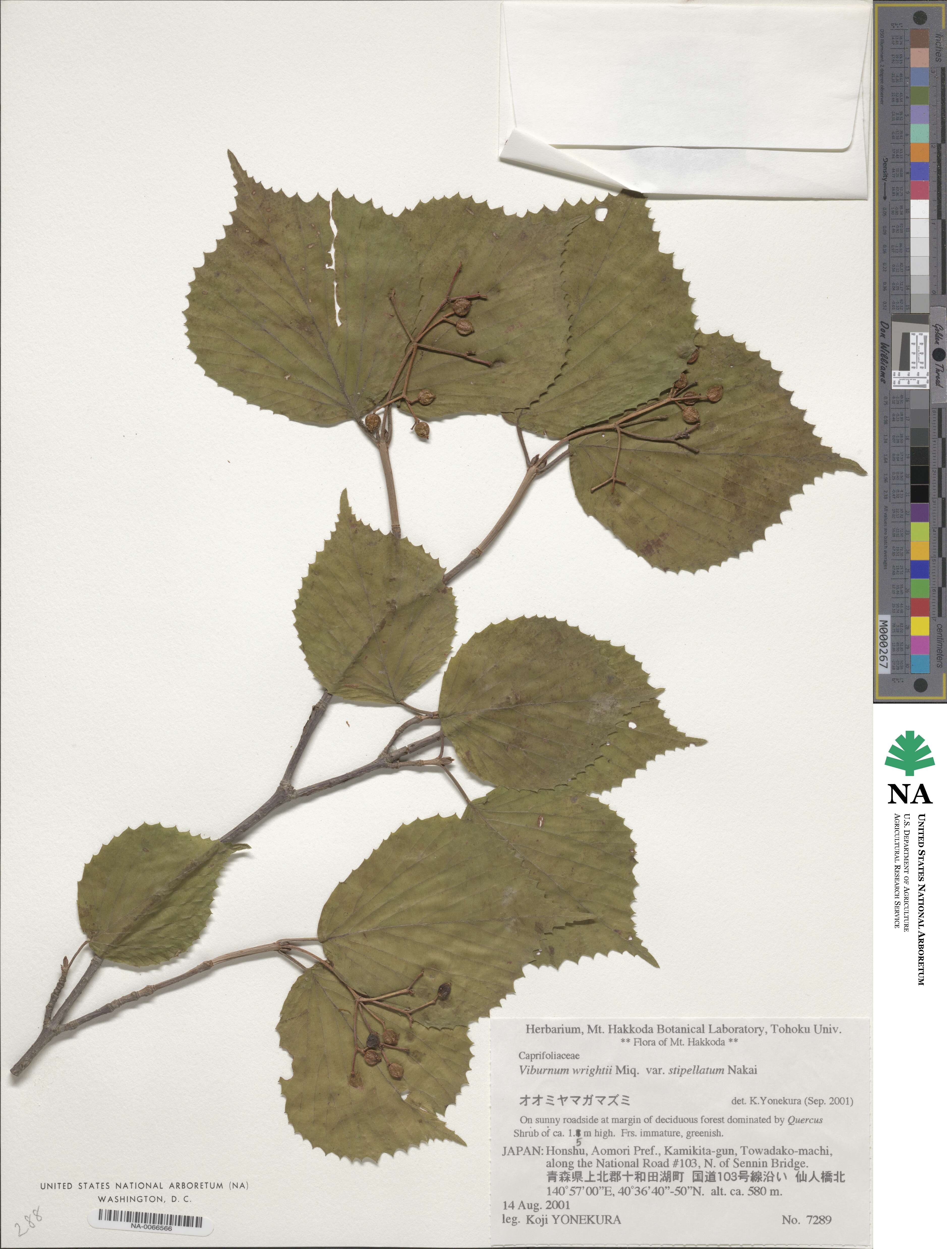 Viburnum wrightii image