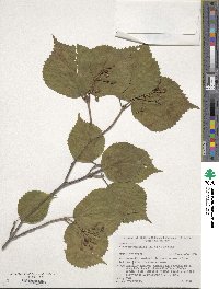 Viburnum wrightii image