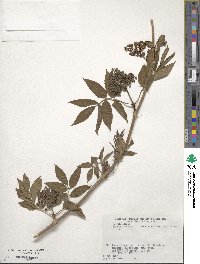 Sambucus racemosa image