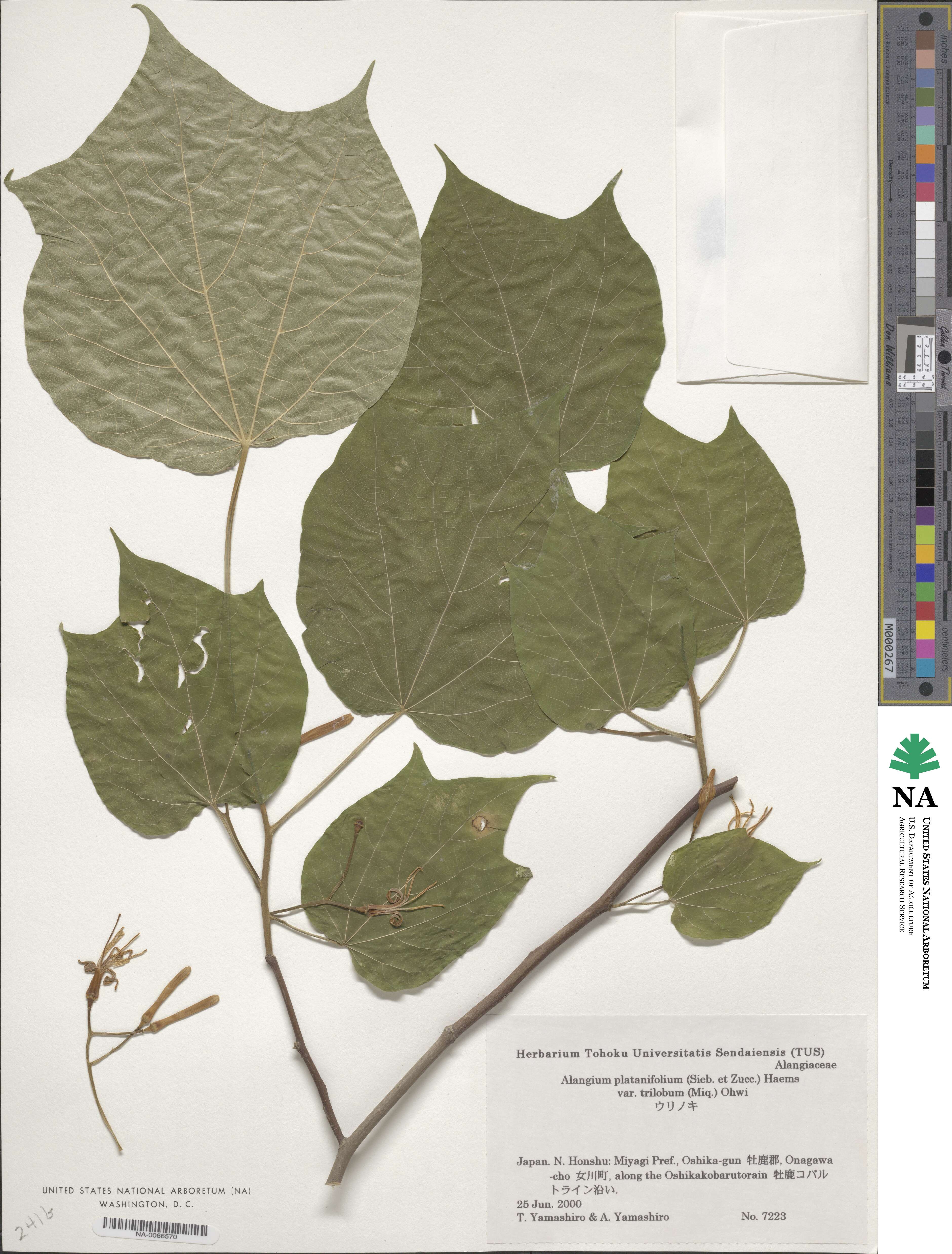 Alangium platanifolium image