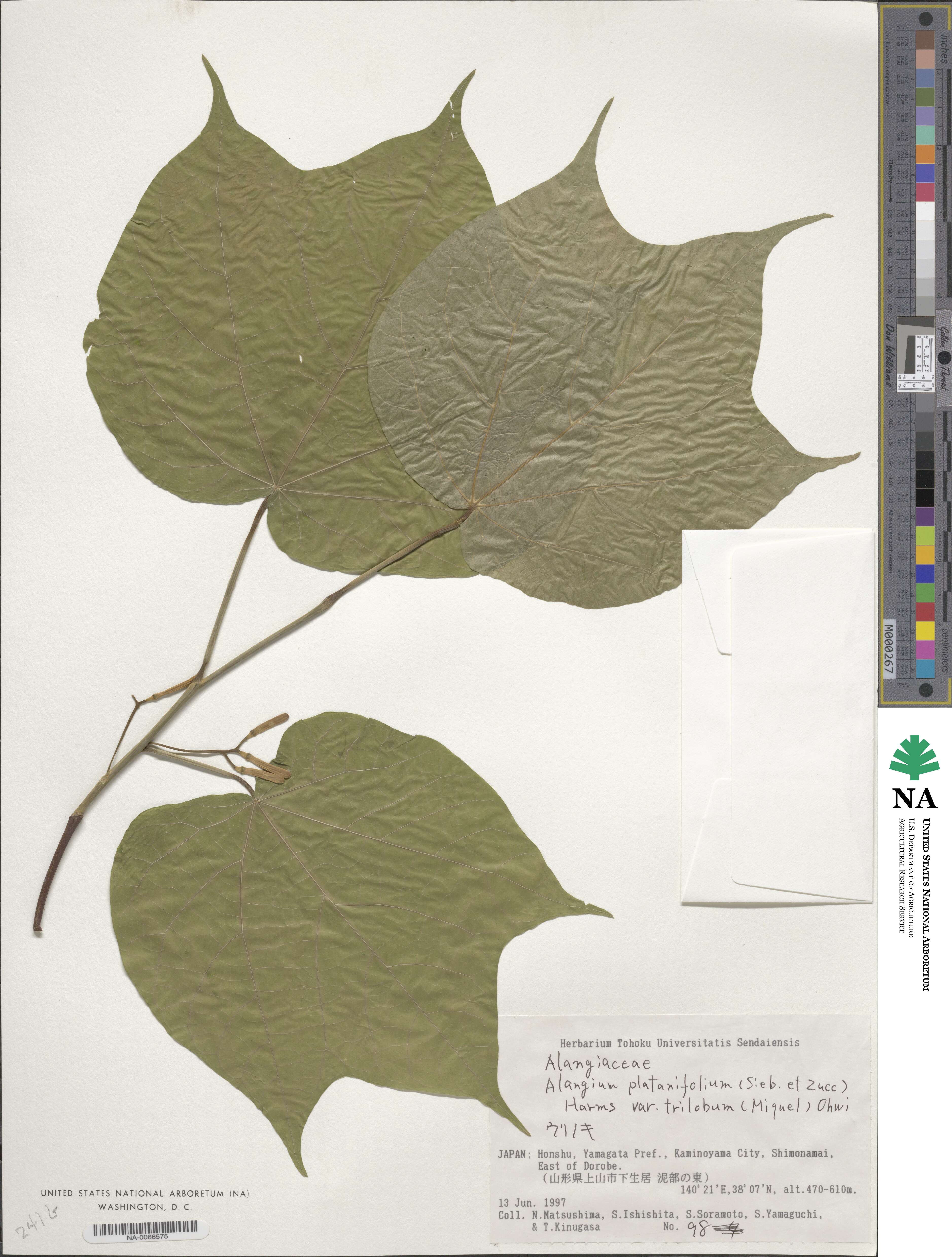Alangium platanifolium image