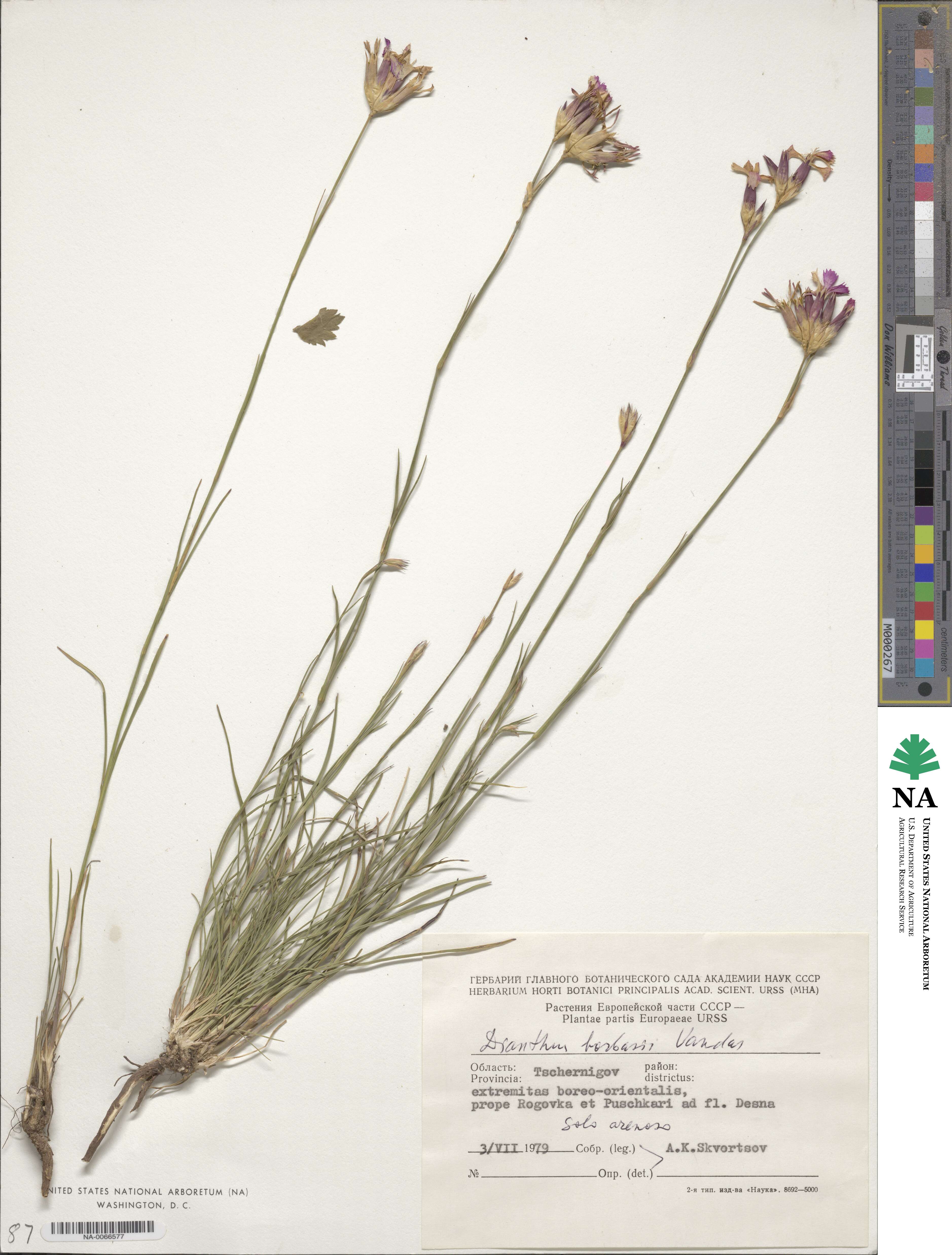 Dianthus borbasii image