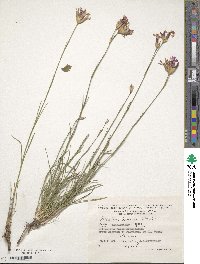 Image of Dianthus borbasii