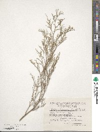 Silene chlorantha image