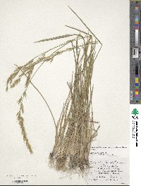 Helictochloa hookeri image