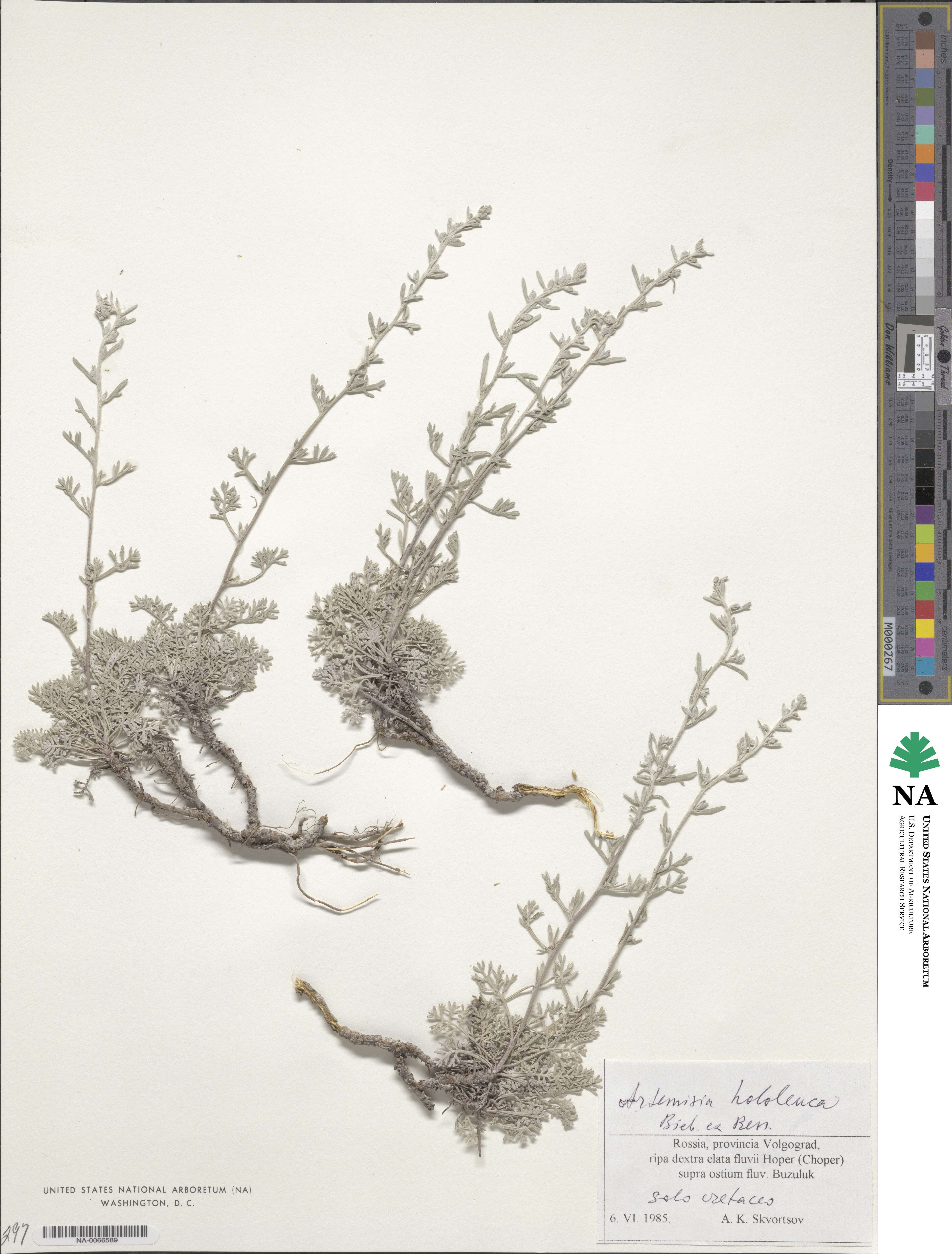 Artemisia hololeuca image