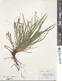 Carex digitata image