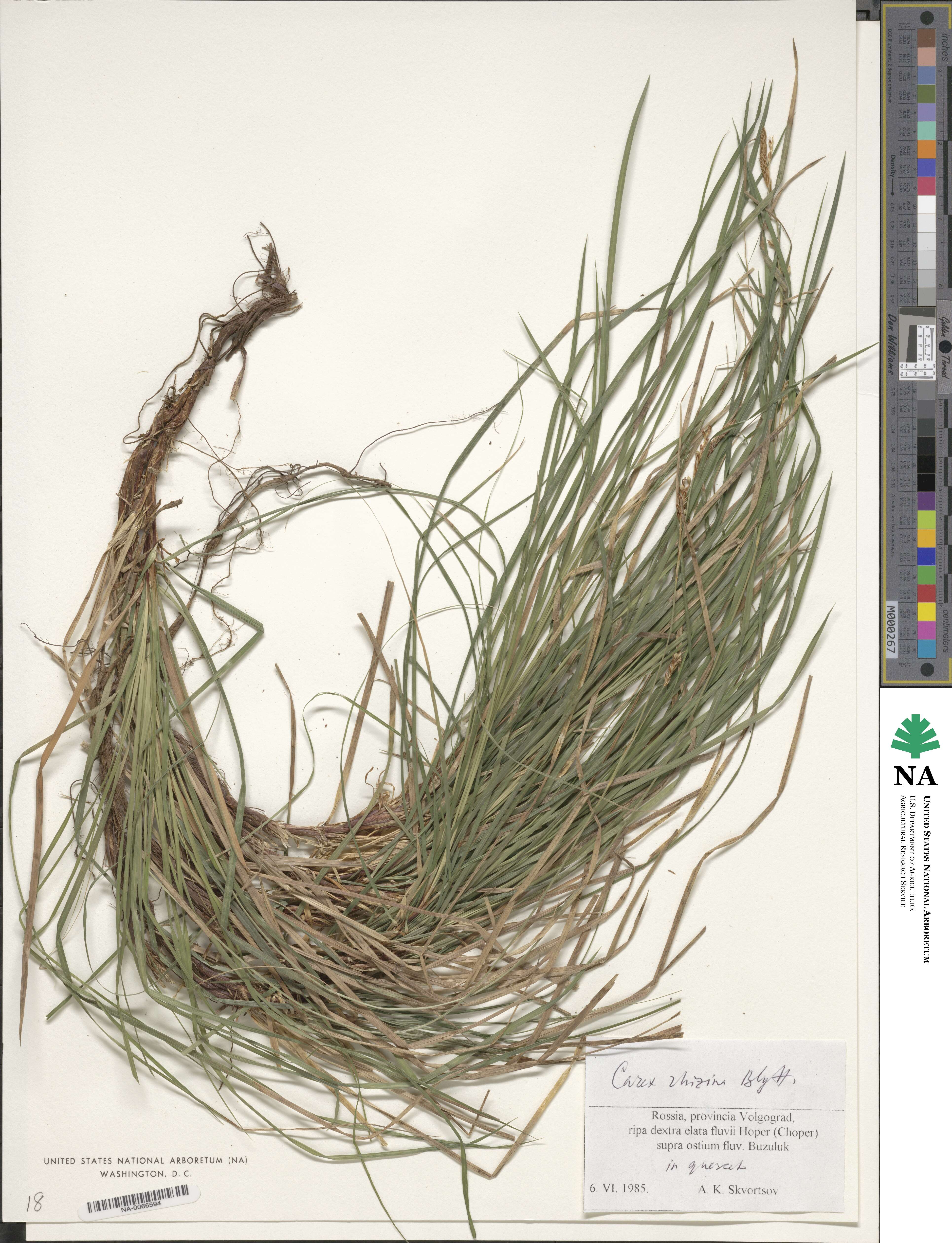 Carex rhizina image