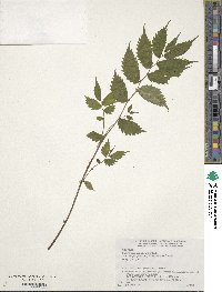 Image of Elatostema japonicum