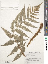 Dryopteris lacera image