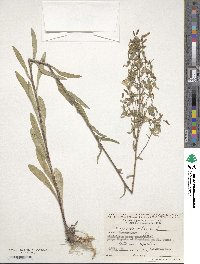 Campanula sibirica image