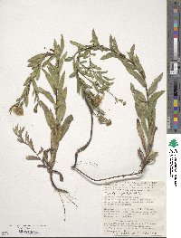 Pentanema salicinum subsp. asperum image