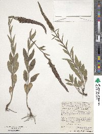 Veronica spicata image