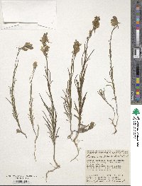 Image of Linaria macroura