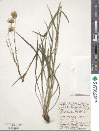 Tragopogon podolicus image