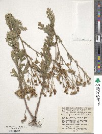 Jacobaea erucifolia image