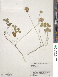 Trifolium repens image