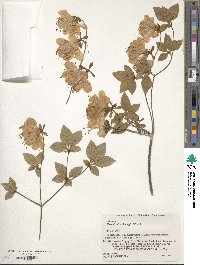 Rhododendron kaempferi image