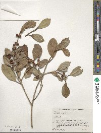 Ficus microcarpa image