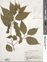 Celtis boninensis image