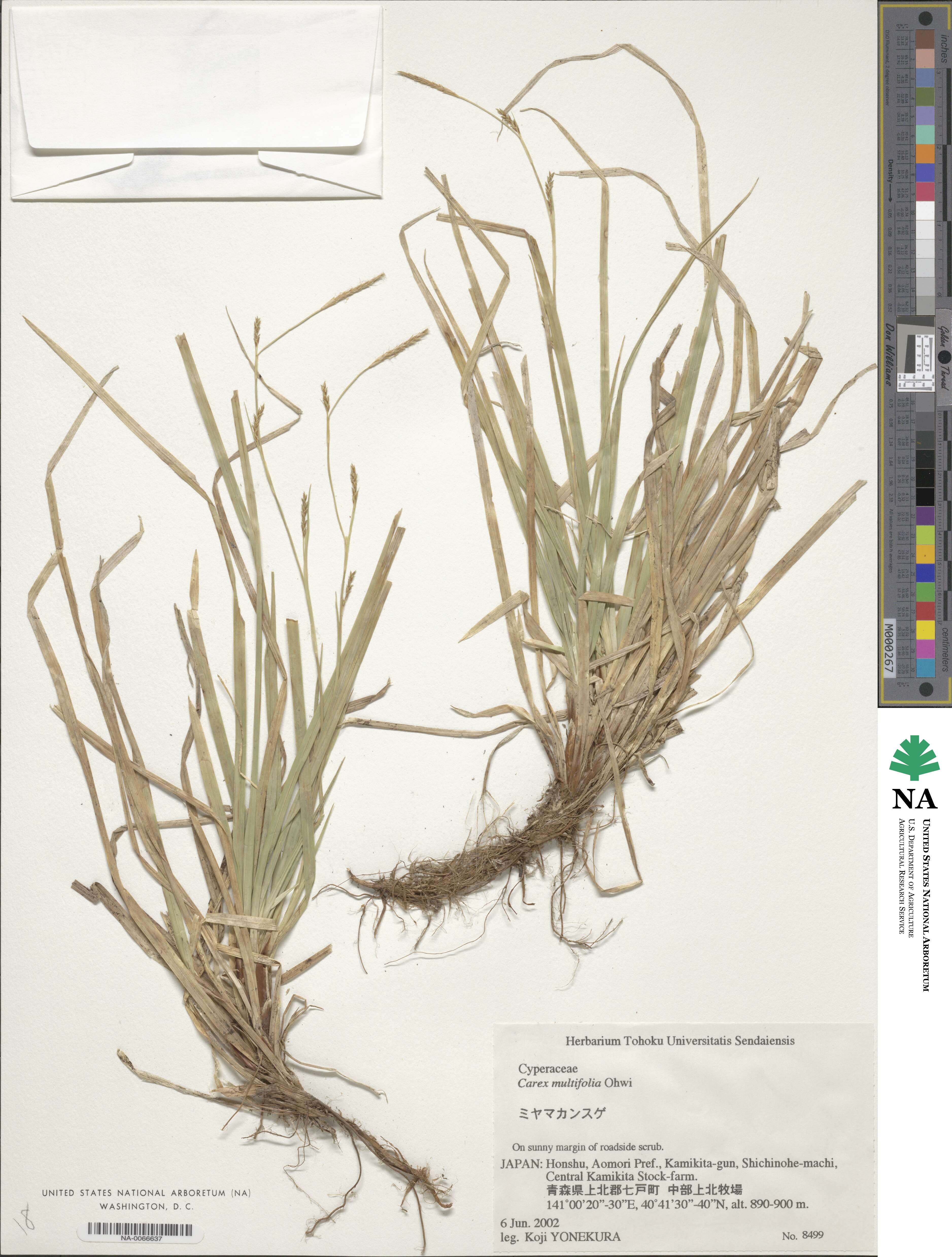 Carex dolichostachya subsp. dolichostachya image