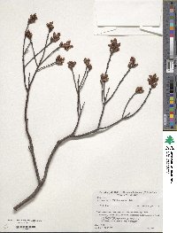 Myrica gale subsp. tomentosa image