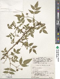 Rubus croceacanthus image