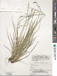 Carex tristachya image