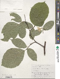 Styrax obassia image