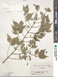 Euonymus lutchuensis image