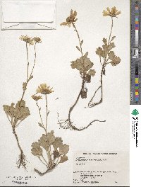 Arctanthemum arcticum image